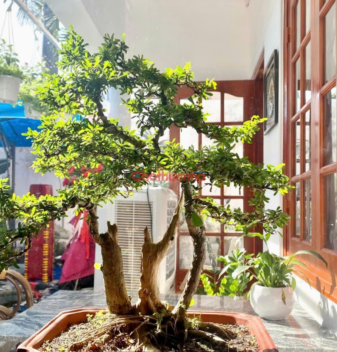 Cho thuê villa Hoàng Văn Thụ, Phú Nhuận - ngang 12m dài 15m- phù hợp mở cafe, spa