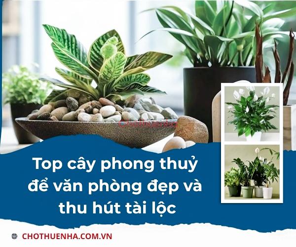 Top cây phong thuỷ để văn phòng đẹp và thu hút tài lộc